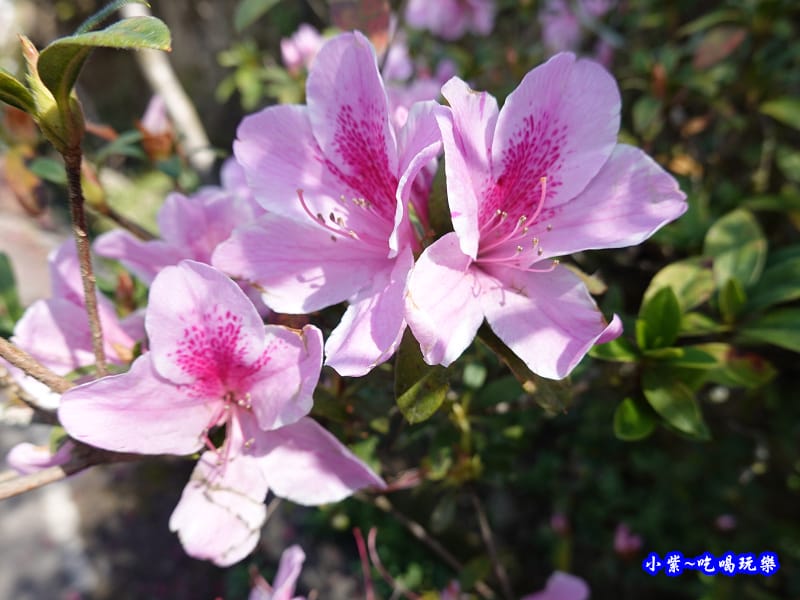 杜鵑花-草坪頭櫻花季 (1).jpg 杜鵑花-草坪頭櫻花季 (1).jpg