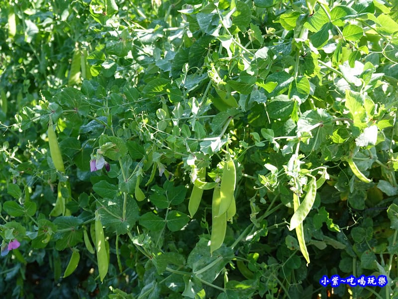 雪豆-草坪頭櫻花季 (1).jpg 雪豆-草坪頭櫻花季 (1).jpg
