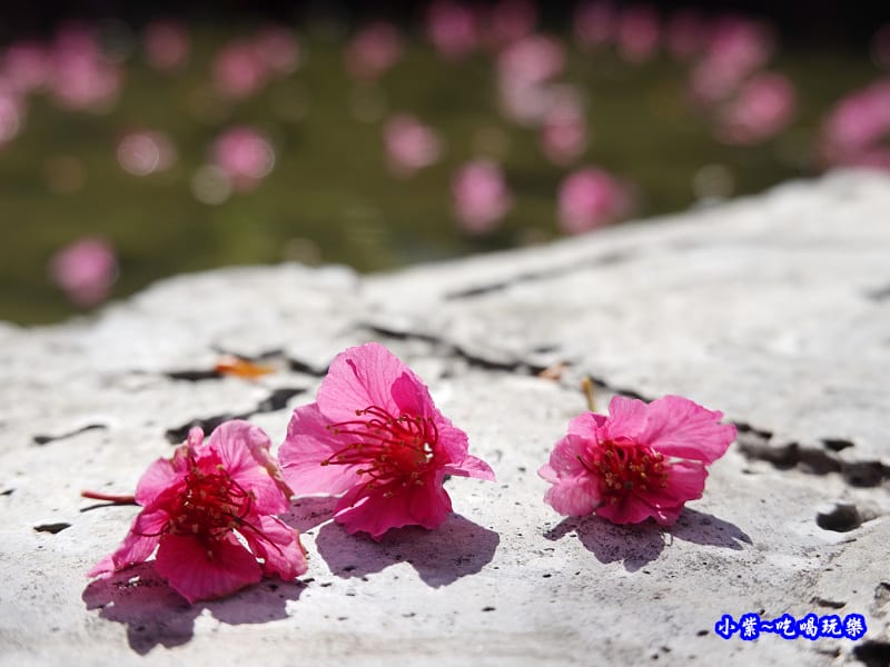 單瓣緋寒櫻、山櫻花-草坪頭櫻花季 (7).jpg 單瓣緋寒櫻、山櫻花-草坪頭櫻花季 (7).jpg