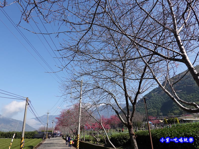 靠近第3停車場櫻花大道.jpg 靠近第3停車場櫻花大道.jpg
