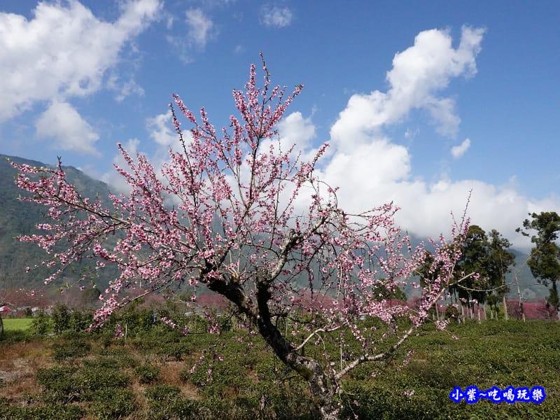 桃花步道-新峰製茶-草坪頭櫻花季 (4).jpg 桃花步道-新峰製茶-草坪頭櫻花季 (4).jpg