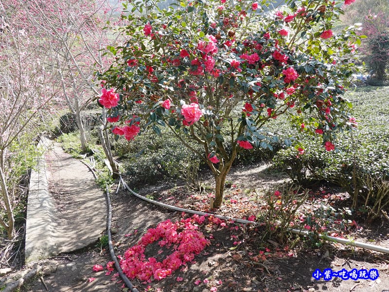 P17上方櫻花大道-草坪頭櫻花季 (5).jpg P17上方櫻花大道-草坪頭櫻花季 (5).jpg