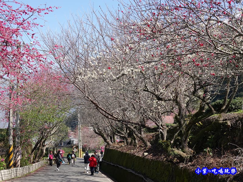 公廁上方不遠處櫻花大道.jpg 公廁上方不遠處櫻花大道.jpg