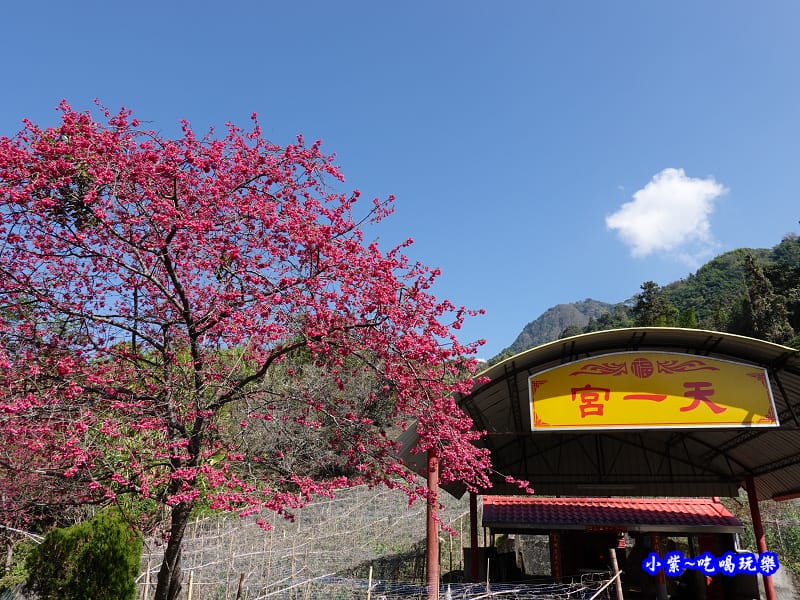 天一土地公廟-草坪頭櫻花季.jpg 天一土地公廟-草坪頭櫻花季.jpg