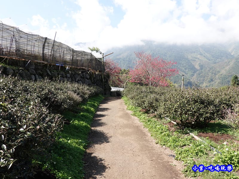 草坪頭橋旁觀景步道-草坪頭櫻花季 (1).jpg 草坪頭橋旁觀景步道-草坪頭櫻花季 (1).jpg