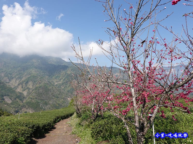 明生花步道、觀景步道景觀 (12).jpg 明生花步道、觀景步道景觀 (12).jpg