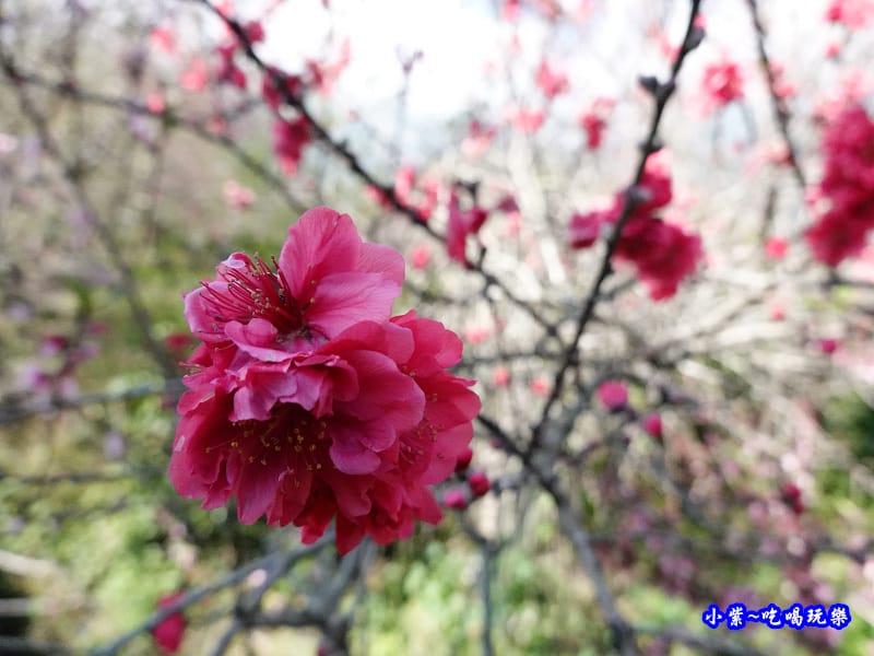 明生花步道、觀景步道景觀 (19).jpg 明生花步道、觀景步道景觀 (19).jpg