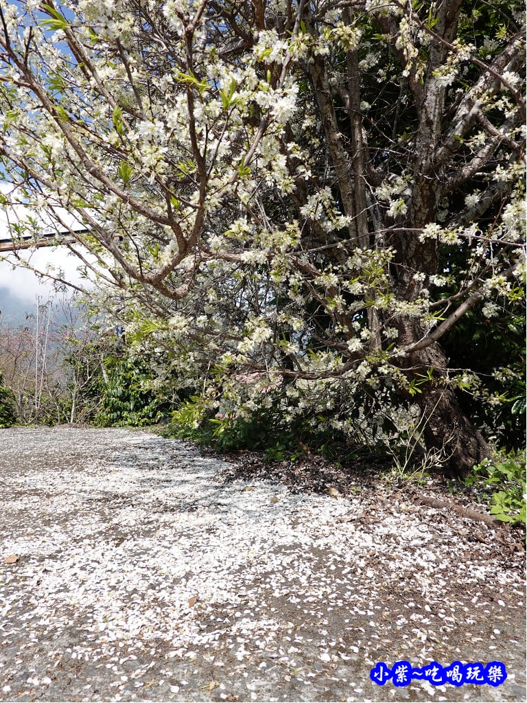 明生花步道、觀景步道景觀 (7).jpg 明生花步道、觀景步道景觀 (7).jpg