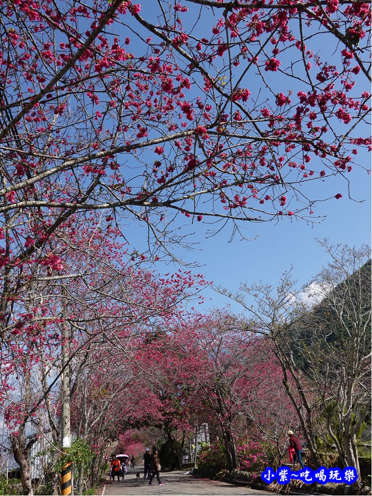 靠近P7入口櫻花大道.jpg 靠近P7入口櫻花大道.jpg