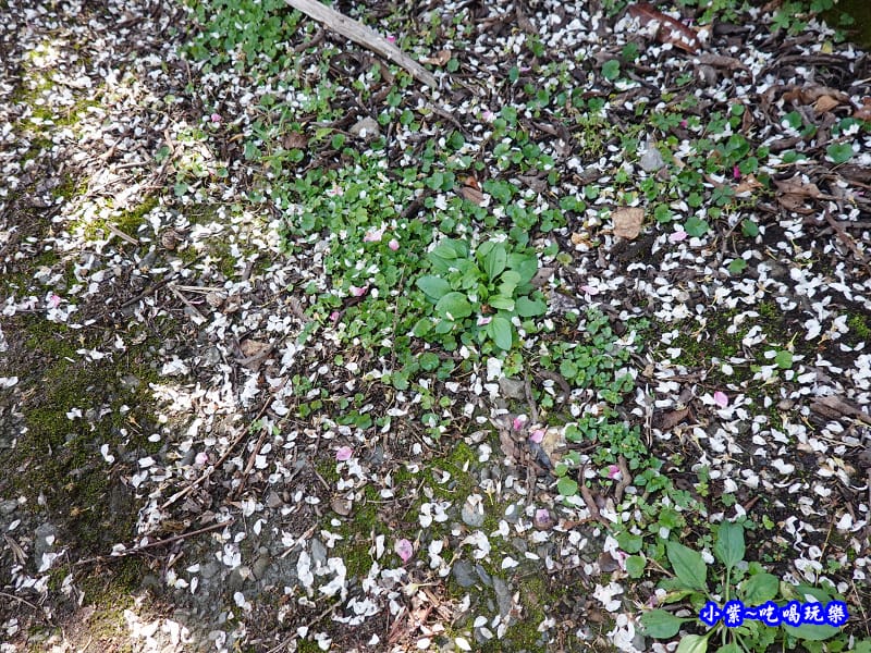 明生花步道、觀景步道景觀 (11).jpg 明生花步道、觀景步道景觀 (11).jpg