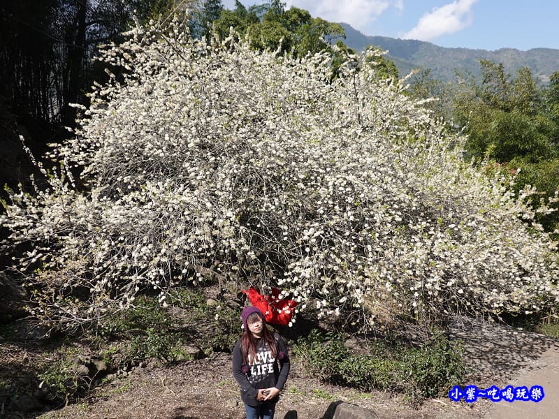 李子王咖啡園-李子老樹-草坪頭櫻花季 (1).jpg 李子王咖啡園-李子老樹-草坪頭櫻花季 (1).jpg