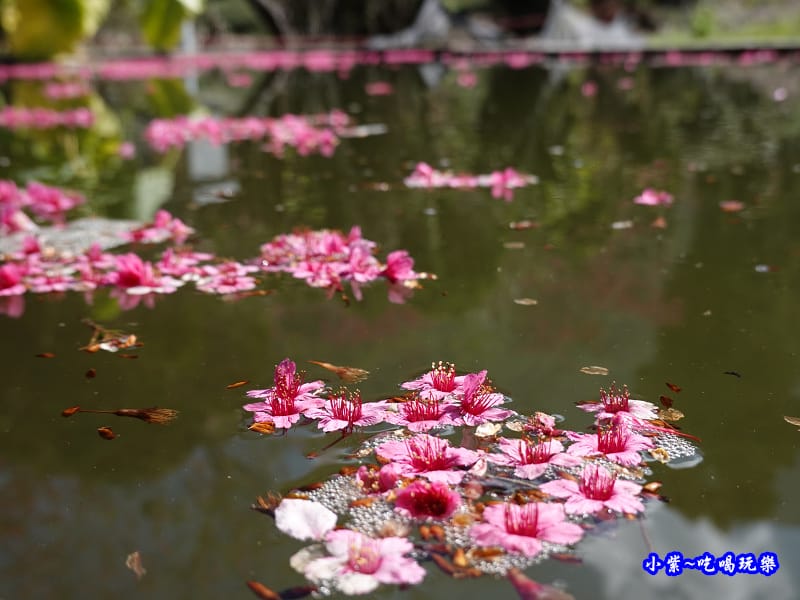 單瓣緋寒櫻、山櫻花-草坪頭櫻花季 (2).jpg 單瓣緋寒櫻、山櫻花-草坪頭櫻花季 (2).jpg