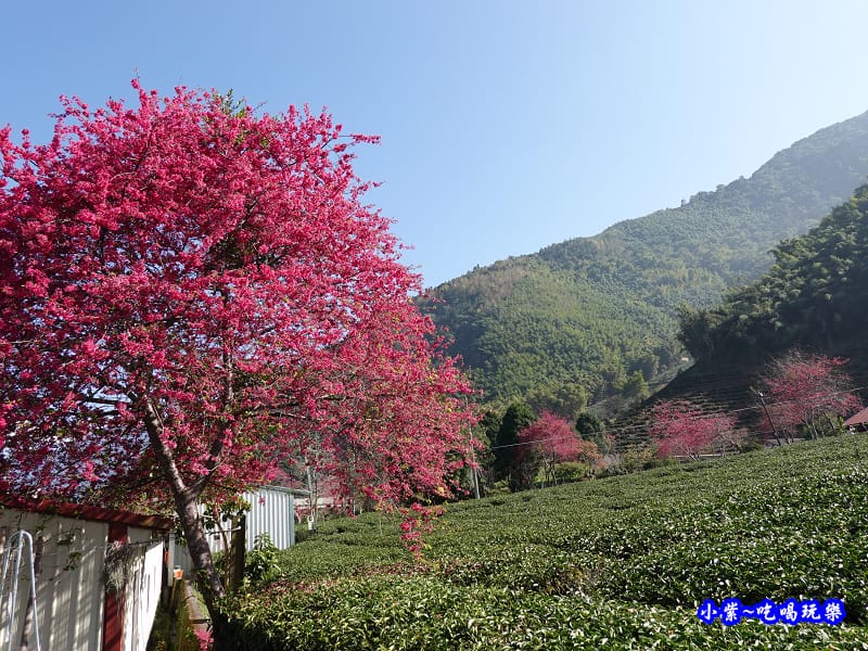 鐵皮屋旁大櫻花-草坪頭櫻花季 (2).jpg 鐵皮屋旁大櫻花-草坪頭櫻花季 (2).jpg