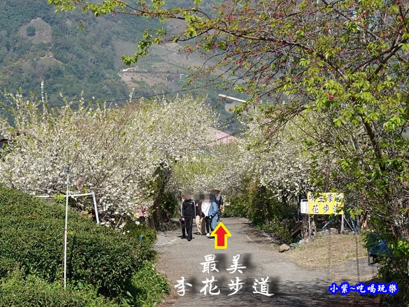 明生花步道、觀景步道景觀 (1).jpg 明生花步道、觀景步道景觀 (1).jpg