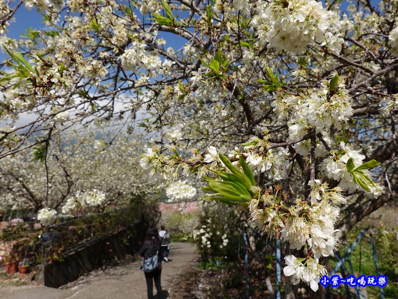 明生花步道、觀景步道景觀 (3).jpg 明生花步道、觀景步道景觀 (3).jpg