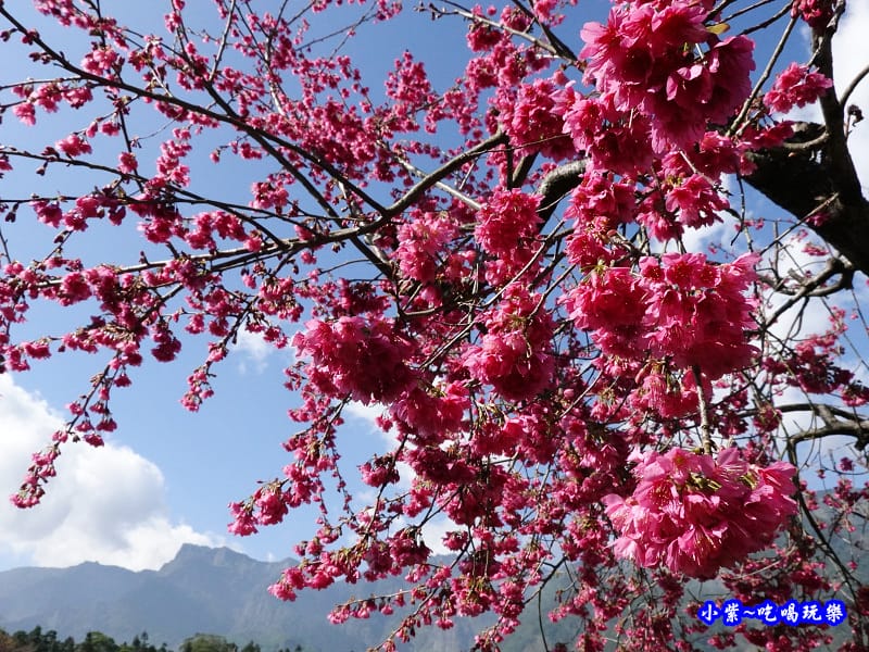 桃花步道-新峰製茶-草坪頭櫻花季 (3).jpg 桃花步道-新峰製茶-草坪頭櫻花季 (3).jpg