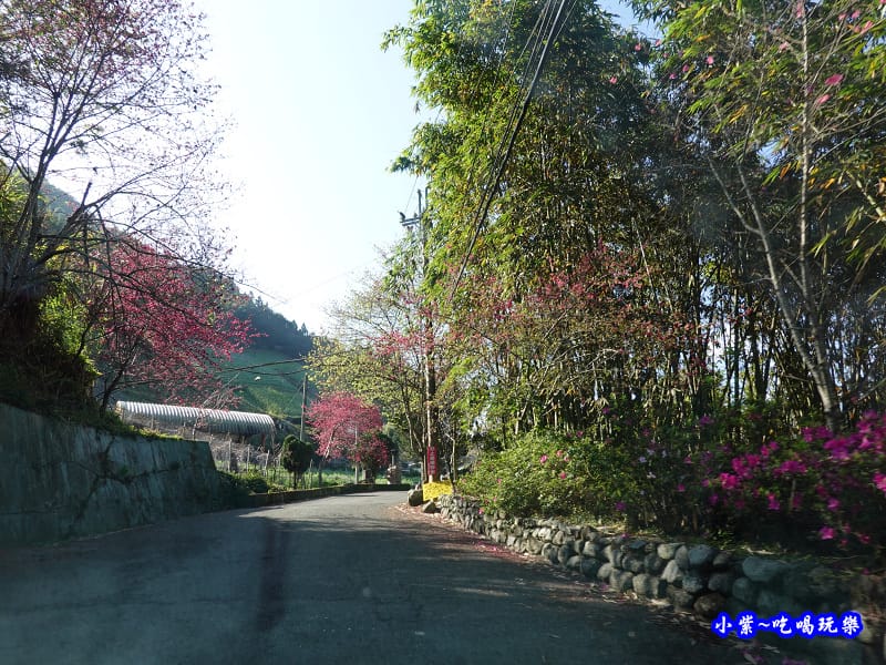 玉山觀光茶園牌樓往上開.jpg 玉山觀光茶園牌樓往上開.jpg