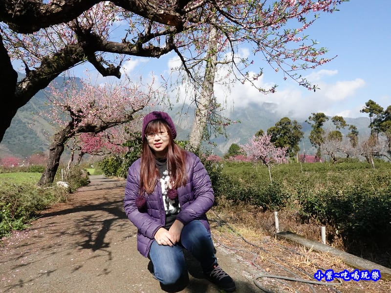 桃花步道-新峰製茶-草坪頭櫻花季 (1).jpg 桃花步道-新峰製茶-草坪頭櫻花季 (1).jpg