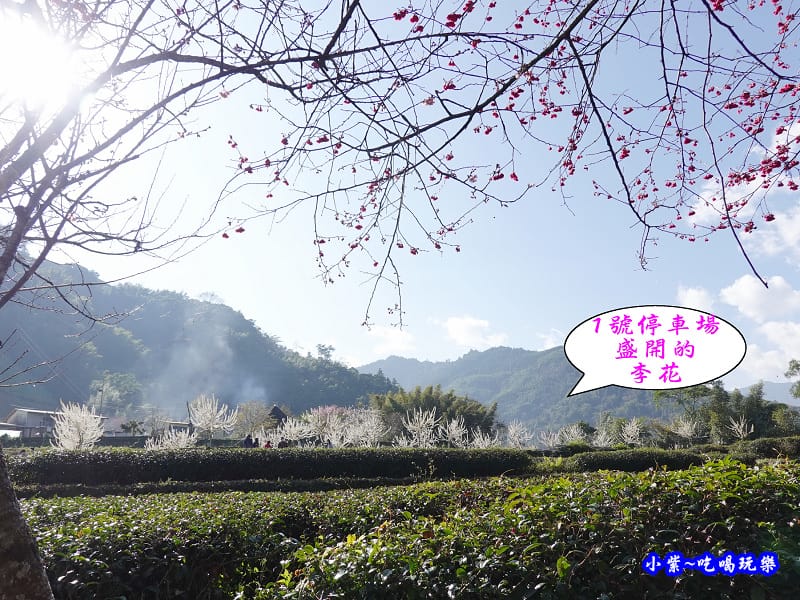 1號停車場-李花園。草坪頭櫻花季 (2).jpg 1號停車場-李花園。草坪頭櫻花季 (2).jpg