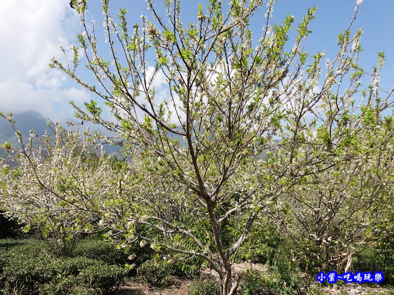 李子王咖啡園-李子老樹-草坪頭櫻花季 (4).jpg 李子王咖啡園-李子老樹-草坪頭櫻花季 (4).jpg