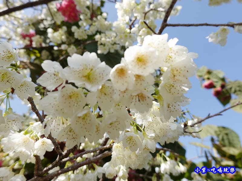 明生花步道、觀景步道景觀 (13).jpg 明生花步道、觀景步道景觀 (13).jpg