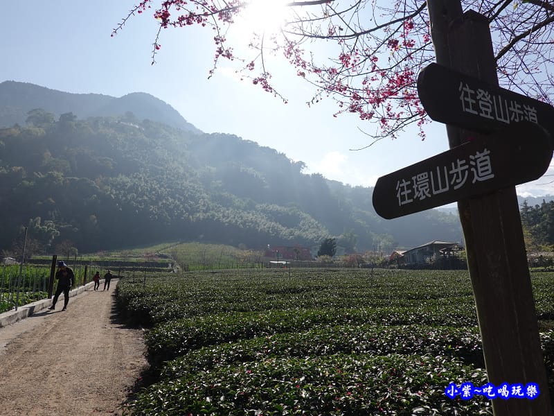 往環山步道。草坪頭櫻花季.jpg 往環山步道。草坪頭櫻花季.jpg