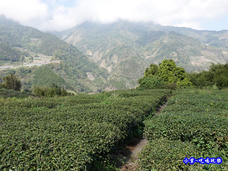 明生花步道、觀景步道景觀 (9).jpg 明生花步道、觀景步道景觀 (9).jpg