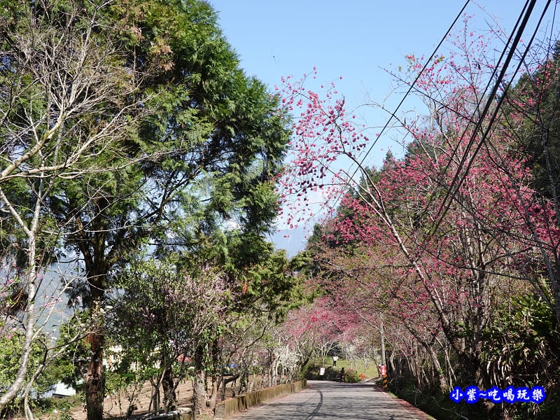 往下走往P13停車場櫻花大道-草坪頭櫻花季.jpg 往下走往P13停車場櫻花大道-草坪頭櫻花季.jpg