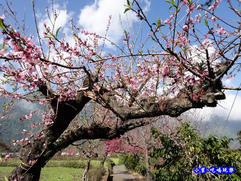 桃花步道-新峰製茶-草坪頭櫻花季 (6).jpg 桃花步道-新峰製茶-草坪頭櫻花季 (6).jpg