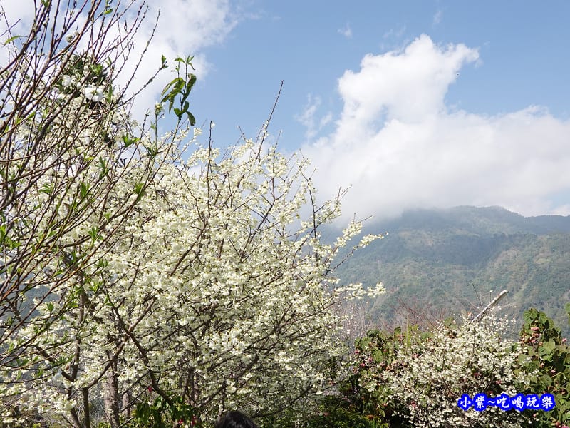 明生花步道、觀景步道景觀 (14).jpg 明生花步道、觀景步道景觀 (14).jpg