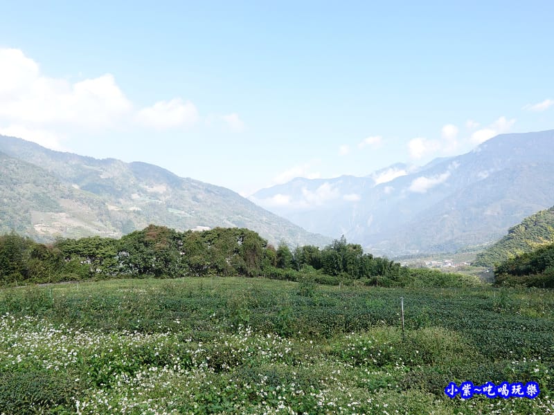 明生花步道、觀景步道景觀 (8).jpg 明生花步道、觀景步道景觀 (8).jpg