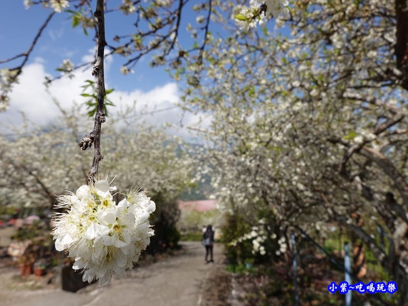 明生花步道、觀景步道景觀 (4).jpg 明生花步道、觀景步道景觀 (4).jpg