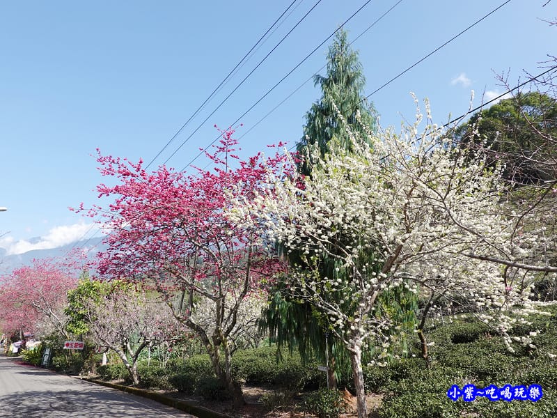 P17上方櫻花大道-草坪頭櫻花季 (1).jpg P17上方櫻花大道-草坪頭櫻花季 (1).jpg