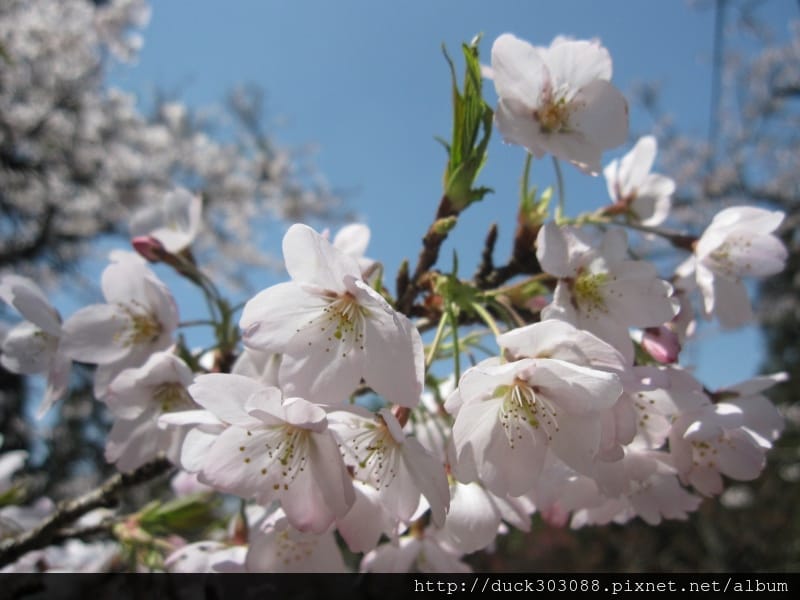阿里山櫻花季2014 (38).JPG 阿里山櫻花季2014 (38).JPG