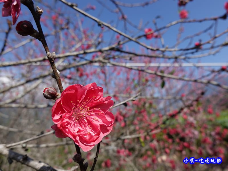 明生花步道、觀景步道景觀 (20).jpg 明生花步道、觀景步道景觀 (20).jpg