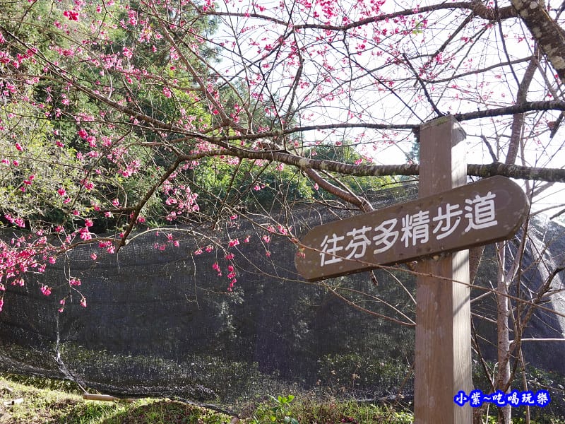 P13停車場旁-往芬多精步道-草坪頭櫻花季 (1).jpg P13停車場旁-往芬多精步道-草坪頭櫻花季 (1).jpg