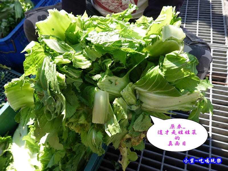 娃娃菜-草坪頭櫻花季 (1).jpg 娃娃菜-草坪頭櫻花季 (1).jpg