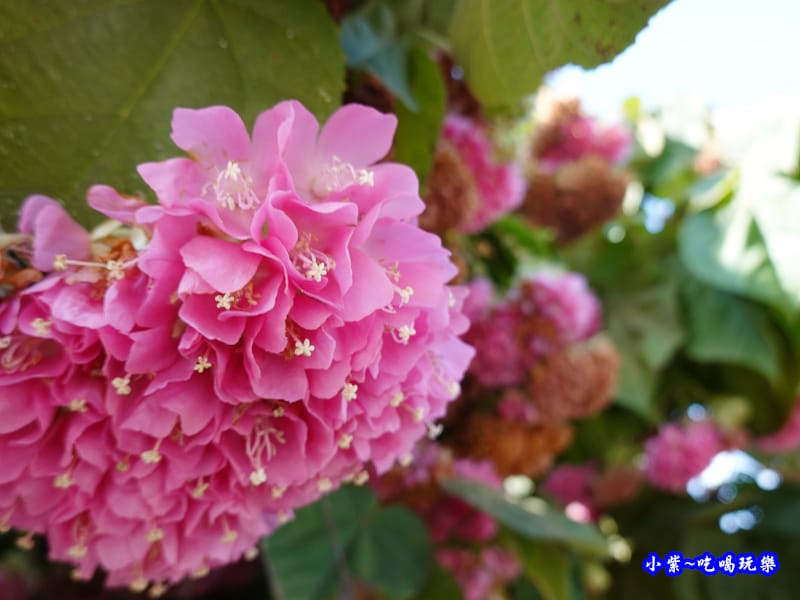 P14明生茶園停車場-百鈴花、非洲芙蓉 (2).jpg P14明生茶園停車場-百鈴花、非洲芙蓉 (2).jpg