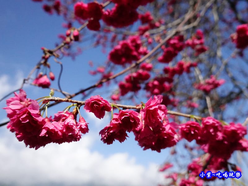 2020草坪頭櫻花季 (10).jpg 2020草坪頭櫻花季 (10).jpg