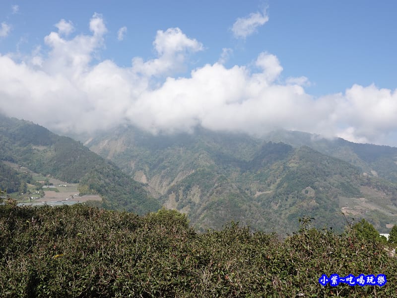 草坪頭橋旁觀景步道-草坪頭櫻花季 (4).jpg 草坪頭橋旁觀景步道-草坪頭櫻花季 (4).jpg