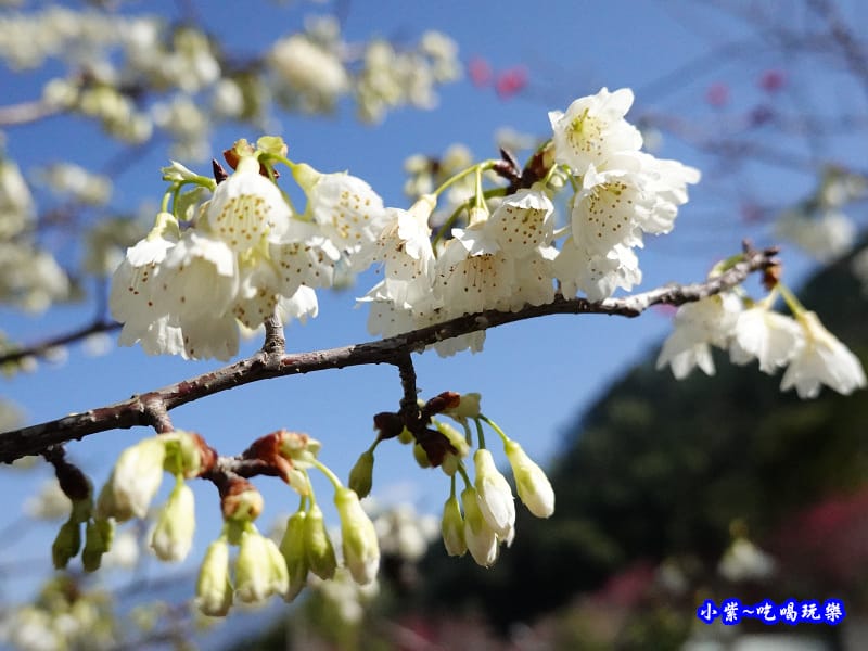 福爾摩沙櫻-草坪頭櫻花季 (2).jpg 福爾摩沙櫻-草坪頭櫻花季 (2).jpg