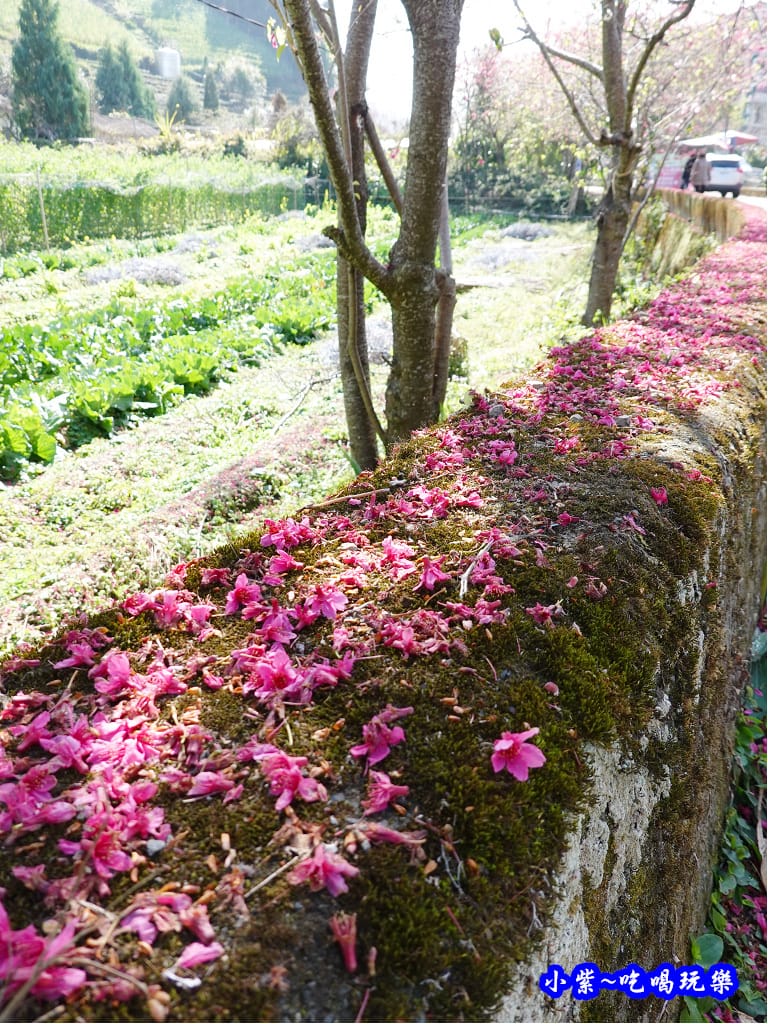 2020草坪頭櫻花季 (7).jpg 2020草坪頭櫻花季 (7).jpg