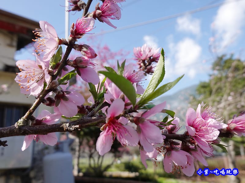 玉峰製茶所附近住宅旁桃花-草坪頭櫻花季 (3).jpg 玉峰製茶所附近住宅旁桃花-草坪頭櫻花季 (3).jpg