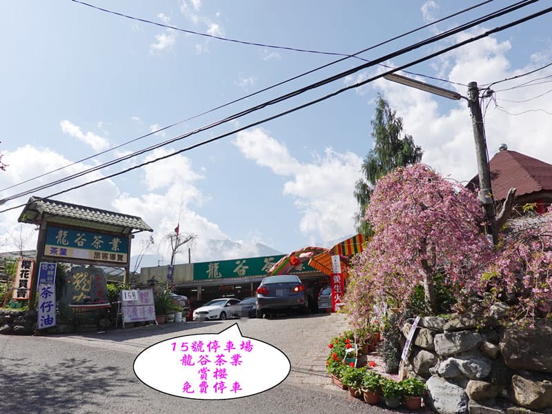 P15龍谷茶葉免費停車-草坪頭櫻花季.jpg P15龍谷茶葉免費停車-草坪頭櫻花季.jpg
