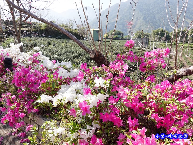 杜鵑花-草坪頭櫻花季 (2).jpg 杜鵑花-草坪頭櫻花季 (2).jpg