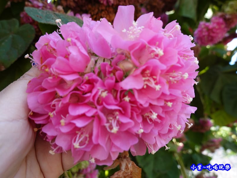 P14明生茶園停車場-百鈴花、非洲芙蓉 (4).jpg P14明生茶園停車場-百鈴花、非洲芙蓉 (4).jpg