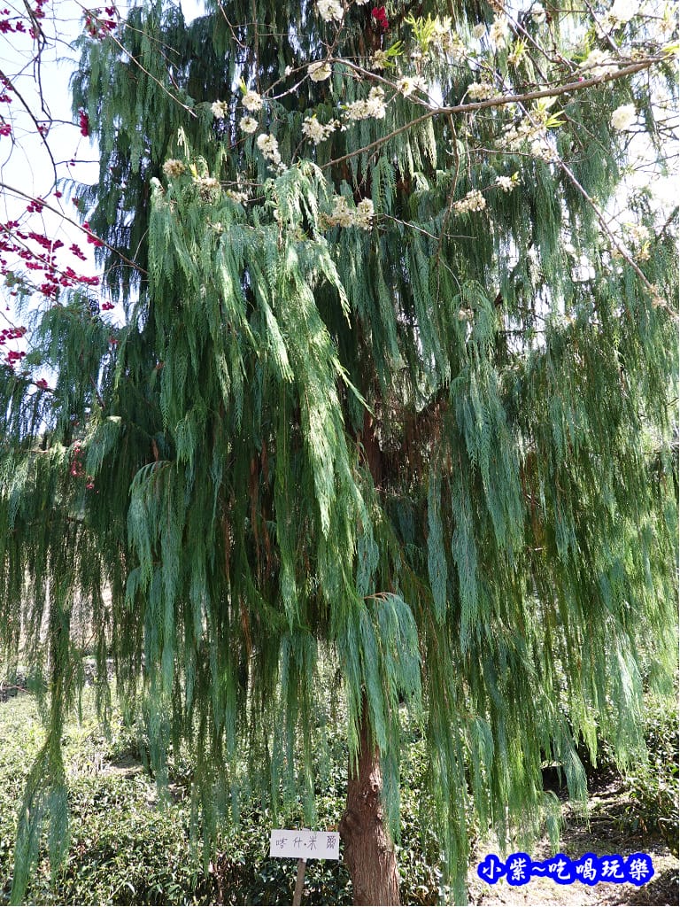 P17上方櫻花大道-草坪頭櫻花季 (3).jpg P17上方櫻花大道-草坪頭櫻花季 (3).jpg
