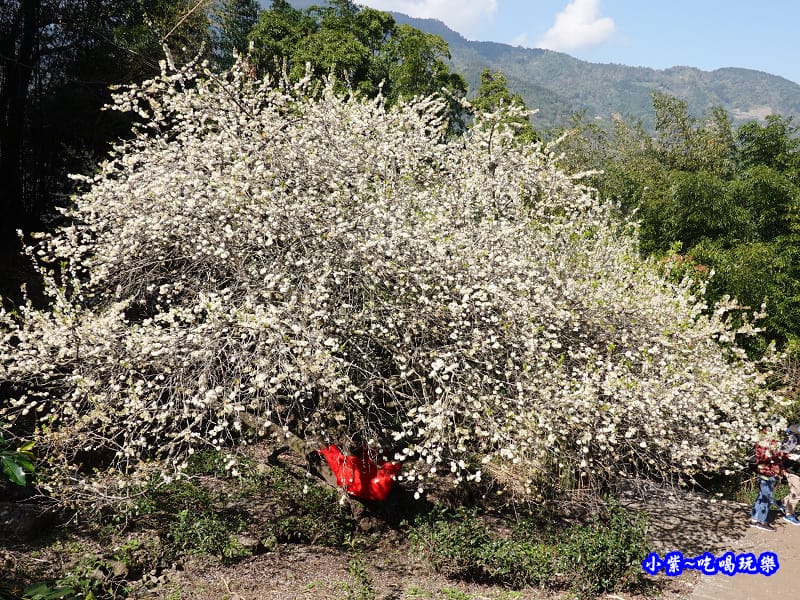 李子王咖啡園-李子老樹-草坪頭櫻花季 (8).jpg 李子王咖啡園-李子老樹-草坪頭櫻花季 (8).jpg