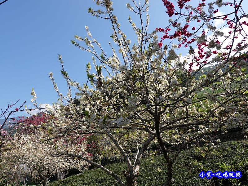P17上方櫻花大道-草坪頭櫻花季 (4).jpg P17上方櫻花大道-草坪頭櫻花季 (4).jpg