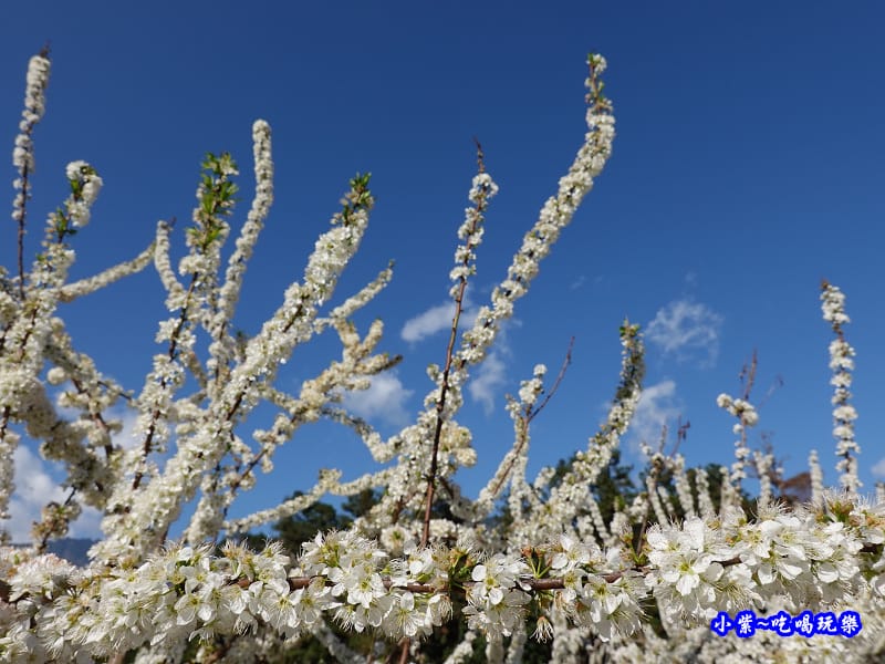1號停車場-李花園。草坪頭櫻花季 (4).jpg 1號停車場-李花園。草坪頭櫻花季 (4).jpg